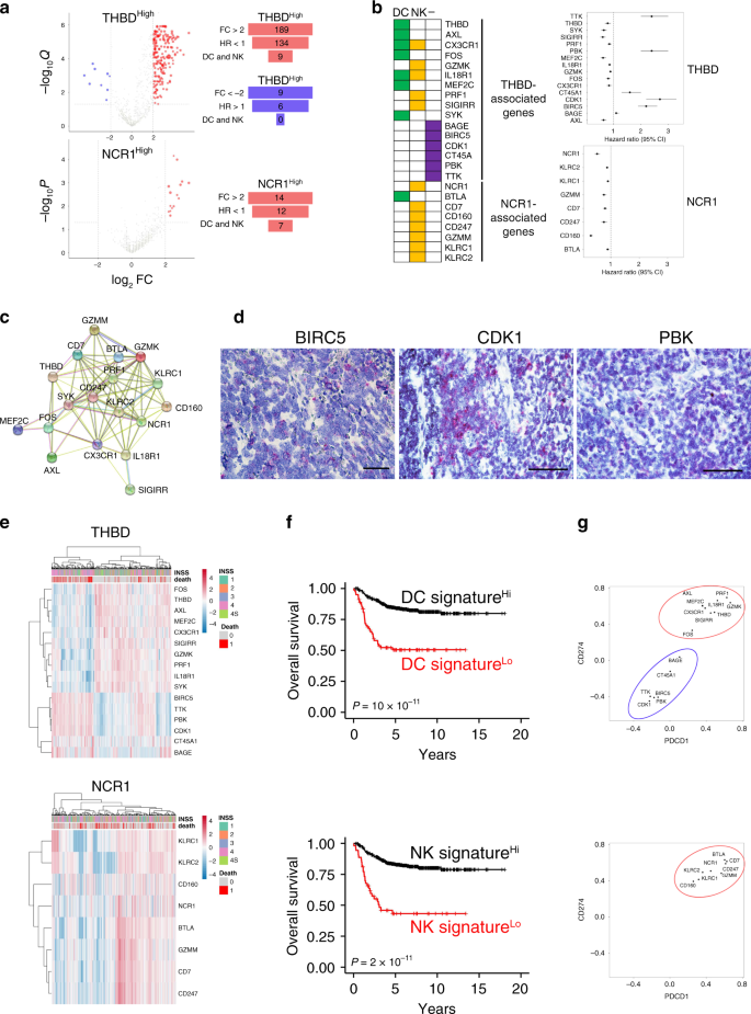 Fig. 6: DC and NK gene signatures positively correlate with increased neuroblastoma patient survival.