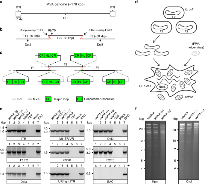 Fig. 1: sMVA construction and characterization.