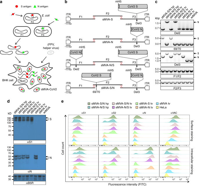 Fig. 4: Construction and characterization of sMVA-CoV2 vectors.