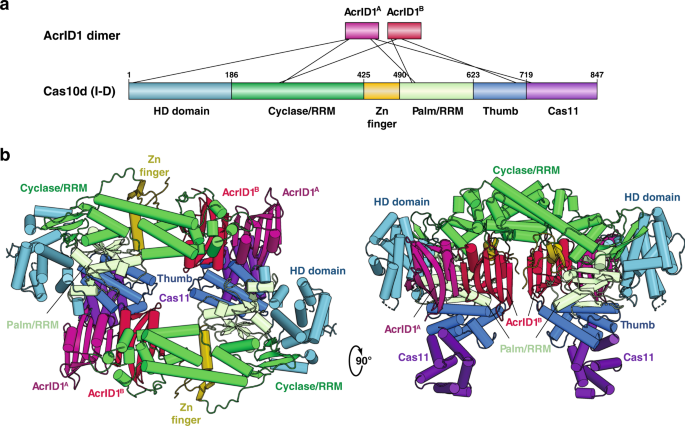 Fig. 1: Overview of the S. islandicus Cas10d-SIRV3 AcrID1 complex.