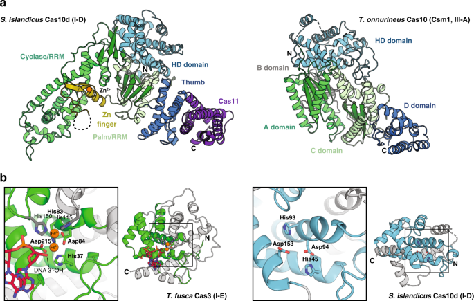 Fig. 2: Domain structure of S. islandicus Cas10d.