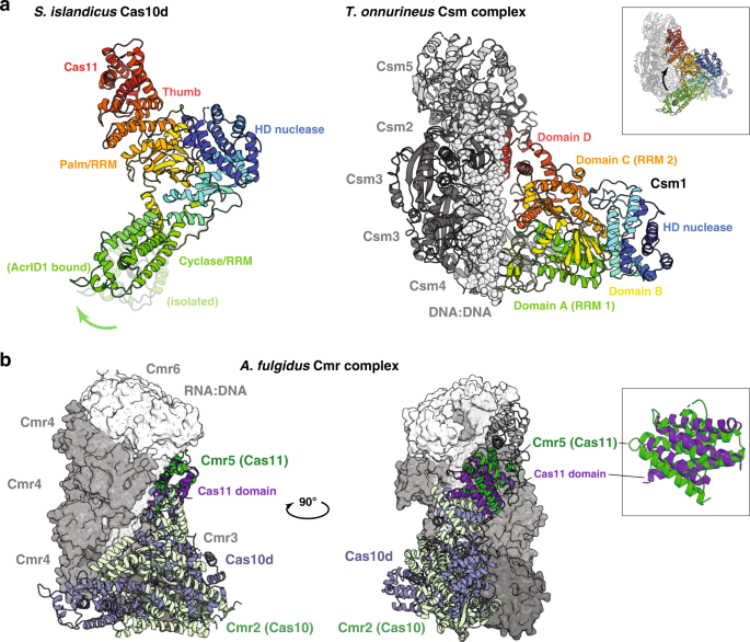 Fig. 5: Comparison of Cas10d to type III effector complexes.