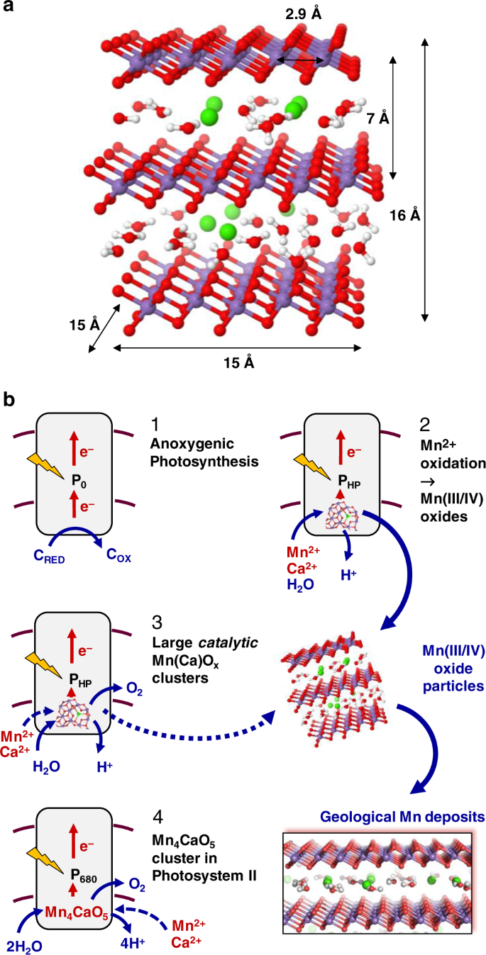 Light Driven Formation Of Manganese Oxide By Today S Photosystem Ii Supports Evolutionarily Ancient Manganese Oxidizing Photosynthesis Nature Communications