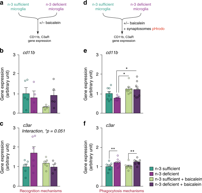 Essential Omega 3 Fatty Acids Tune Microglial Phagocytosis Of Synaptic Elements In The Mouse Developing Brain Nature Communications