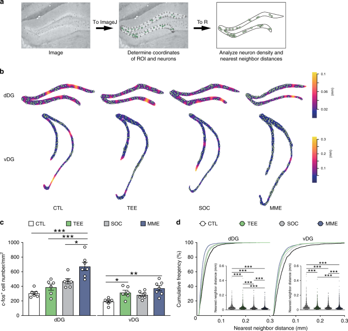Fig. 2: Differential modulation of DG neuron activation by tactile enrichment and multimodal enrichment.