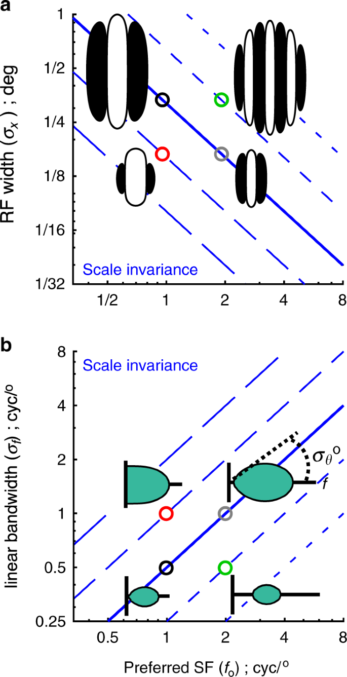 Uniform Spatial Pooling Explains Topographic Organization And Deviation From Receptive Field Scale Invariance In Primate V1 Nature Communications