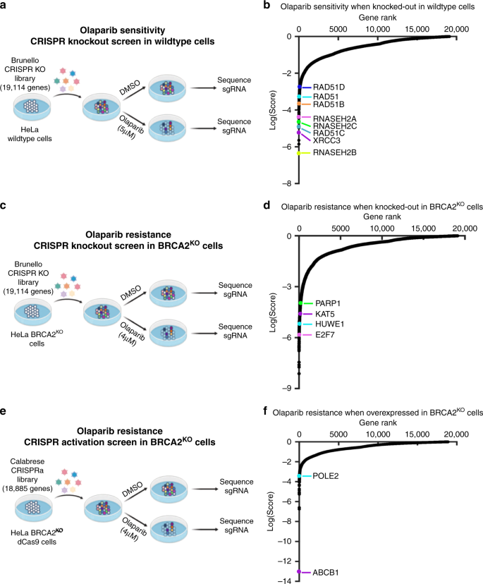 Fig. 1: Complementary CRISPR knockout and activation screens identify determinants of PARPi response in parental or BRCA2-knockout HeLa cells.