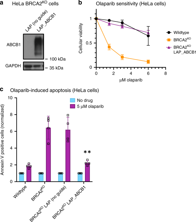 Fig. 2: Overexpression of ABCB1, the top hit from the CRISPR activation screen, causes PARPi resistance in BRCA2-deficient cells.