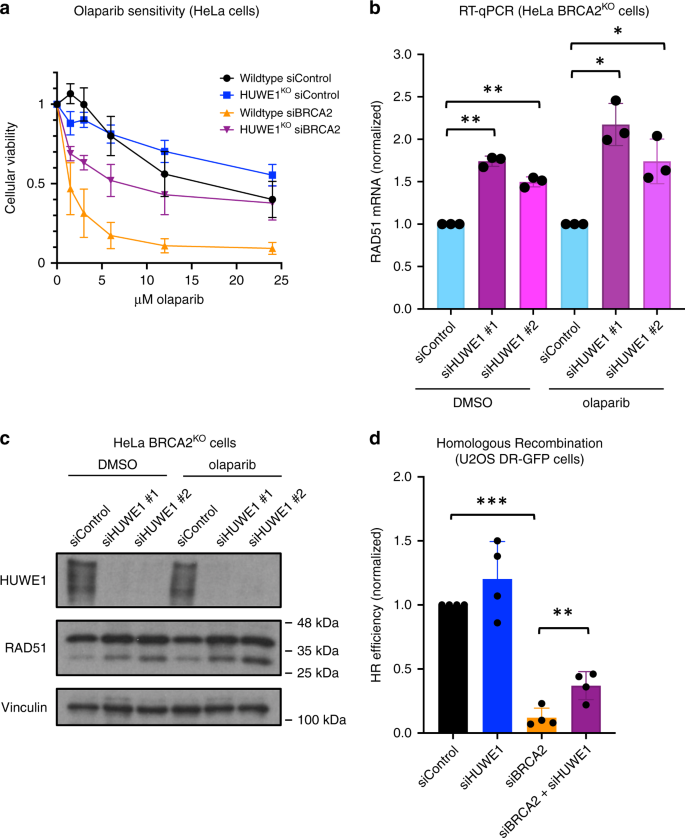 Fig. 4: Loss of HUWE1 results in increased RAD51 levels and partial restoration of homologous recombination in BRCA2-deficient cells.