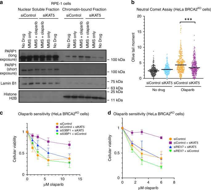 Fig. 5: KAT5 depletion reduces olaparib-induced double-strand breaks and relies on the 53BP1/REV7 pathway to rescue olaparib-induced cytotoxicity.