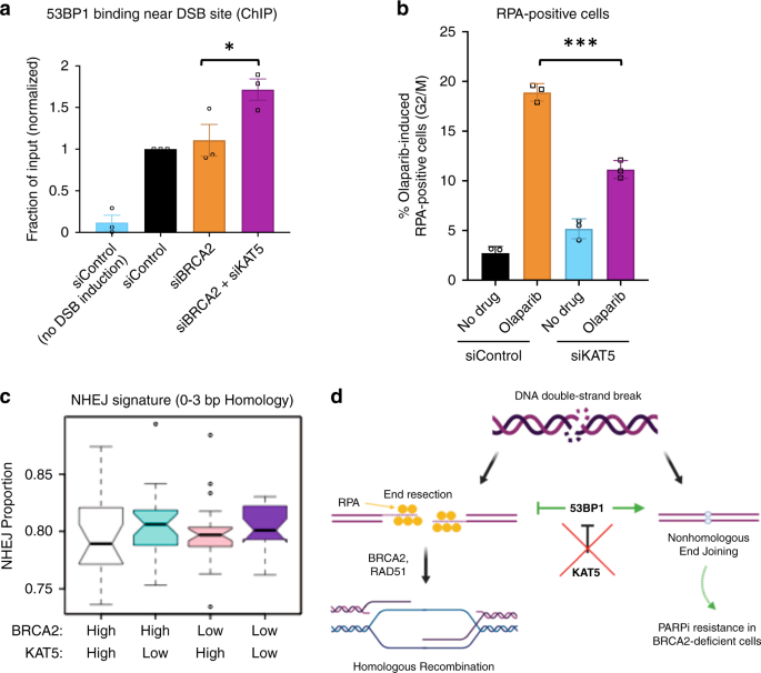Fig. 6: Functional consequences of KAT5 depletion.
