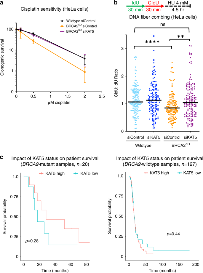 Fig. 7: Loss of KAT5 expression causes resistance to cisplatin in BRCA2-deficient cells.