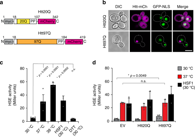 Fig. 1: Aggregation of polyQ expansion protein does not trigger a stress response in yeast.