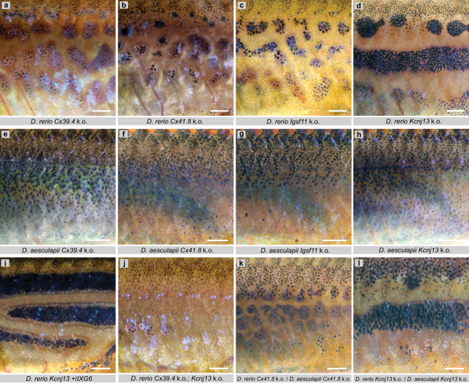 Fig. 4: Mutant phenotypes in D. rerio, D. aesculapii and their hybrids of genes required for heterotopic interactions.
