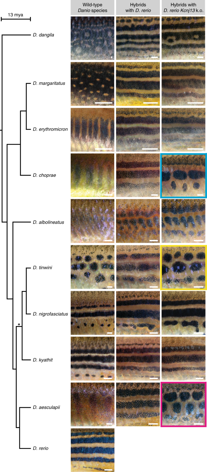 Fig. 6: One-way complementation tests suggest repeated Kcnj13 evolution.