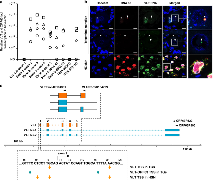 Fig. 2: Transcription profile across the VLT and ORF63 loci in latently VZV-infected human trigeminal ganglia.