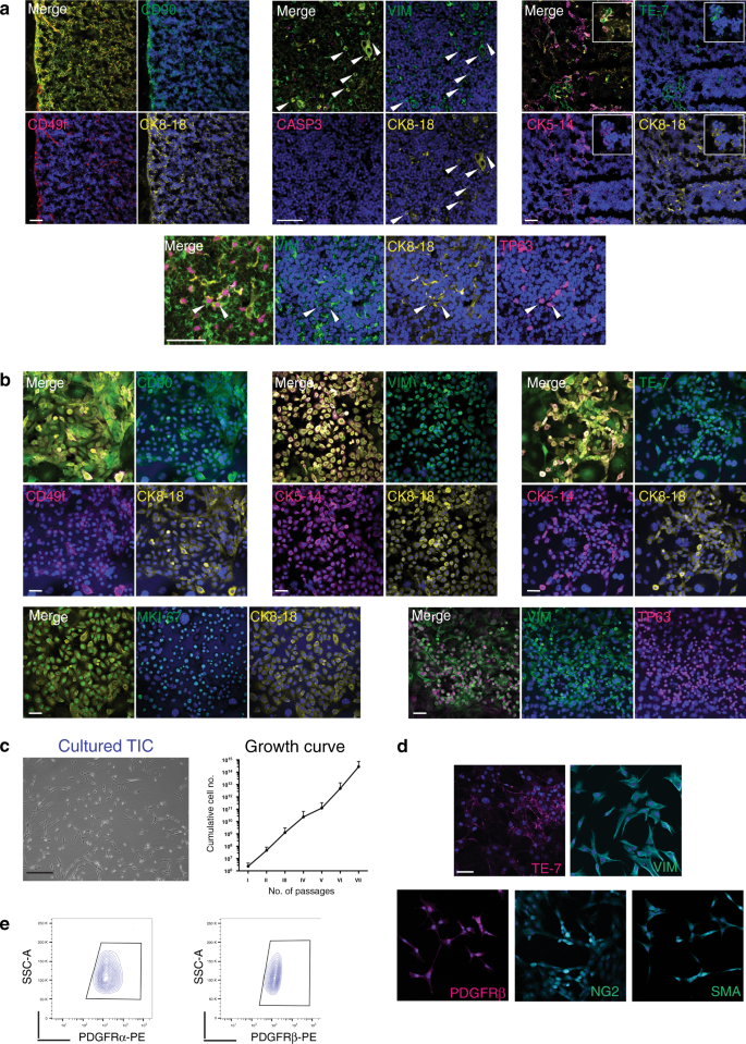 Fig. 3: Phenotypic analysis of in vitro expanding thymic stromal cells.