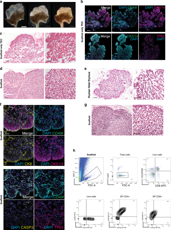 Fig. 5: Functional repopulation of whole-organ thymus scaffolds.