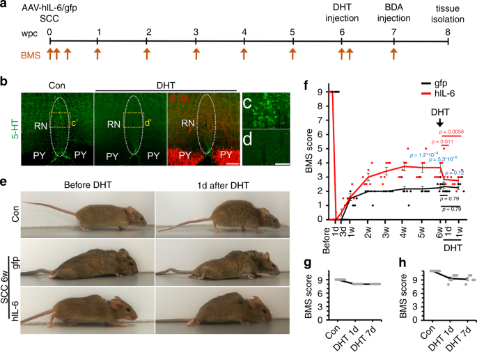 Transneuronal Delivery Of Hyper Interleukin 6 Enables Functional Recovery After Severe Spinal Cord Injury In Mice Nature Communications