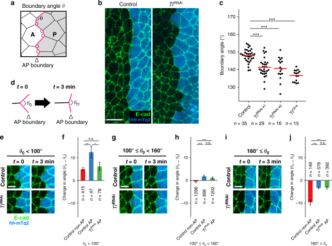 Fig. 2: Toll-1 is required for maintaining the sharp histoblast AP boundary.