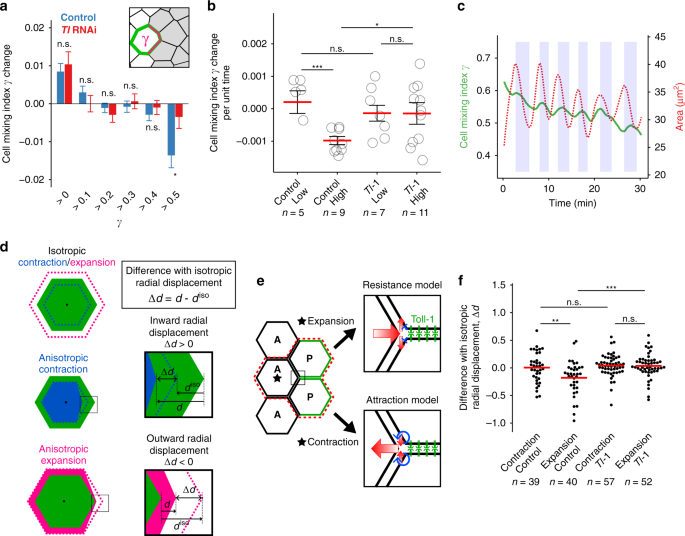 Fig. 5: Trans interaction of Toll-1 between P histoblasts increases homotypic cell contacts by biasing the vertex sliding.