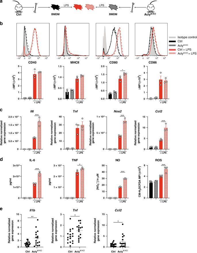 Fig. 3: Altered macrophage polarization in vitro does not explain the plaque phenotype in vivo.