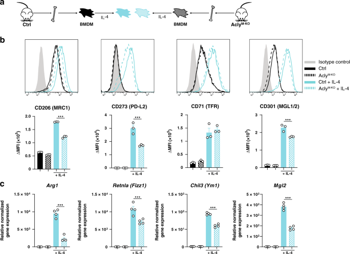 Fig. 4: IL-4 response is decreased after Acly deletion in macrophages.