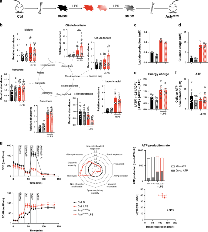Fig. 5: Mitochondrial function remains unaltered in AclyM-KO BMDMs.