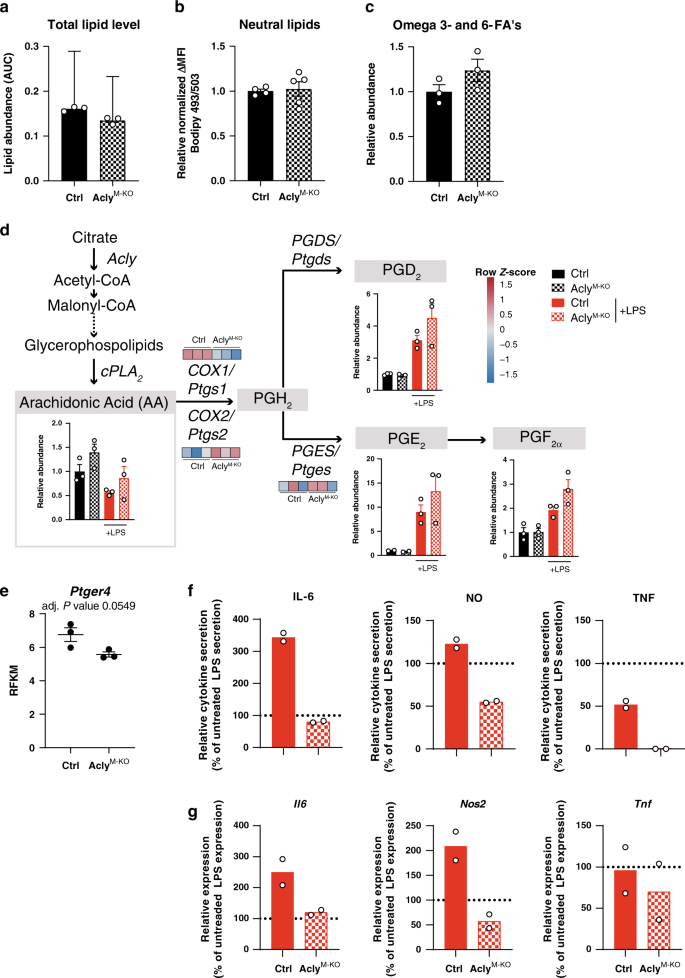 Fig. 7: Deletion of Acly leads to deregulation of lipid mediators and decreased responsiveness to prostaglandin E2.