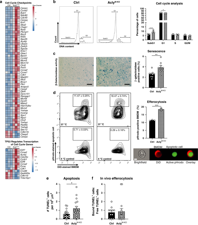 Fig. 8: Deletion of Acly results in increased apoptosis, growth arrest, and more-efficient efferocytosis.