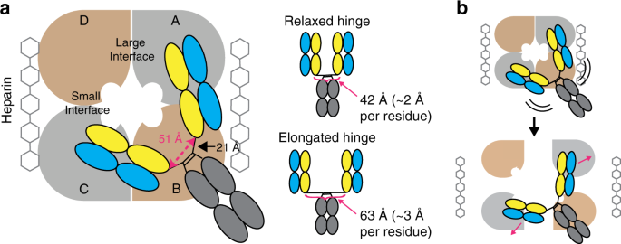 Bivalent Antibody Pliers Inhibit B Tryptase By An Allosteric Mechanism Dependent On The Igg Hinge Nature Communications