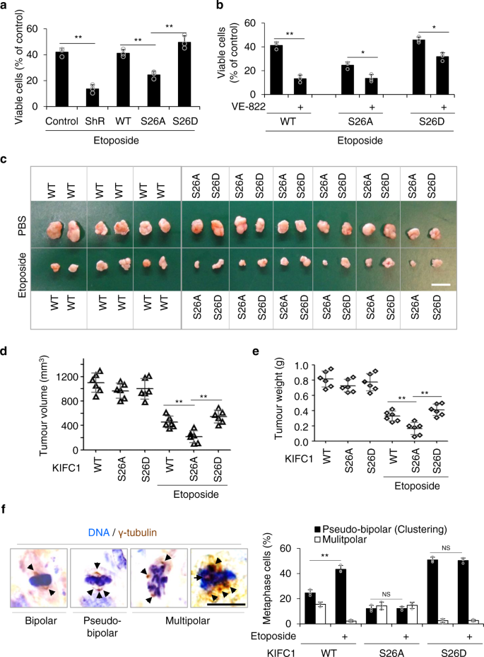 The Atm And Atr Kinases Regulate Centrosome Clustering And Tumor Recurrence By Targeting Kifc1 Phosphorylation Nature Communications