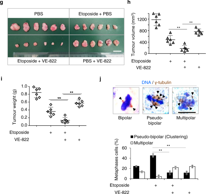 The Atm And Atr Kinases Regulate Centrosome Clustering And Tumor Recurrence By Targeting Kifc1 Phosphorylation Nature Communications