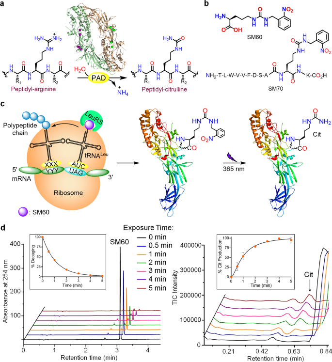 Site Specific Incorporation Of Citrulline Into Proteins In Mammalian Cells Nature Communications