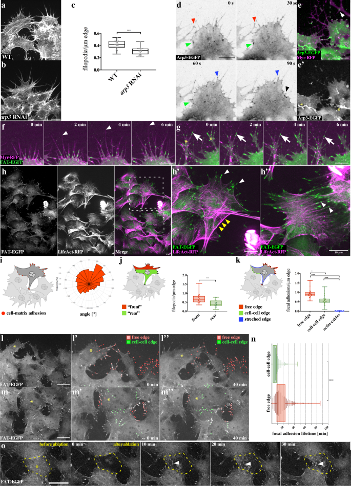 Fig. 3: Migrating myotubes form stable cell–matrix adhesions at their free edge and adherens junctions at their cell–cell edge.