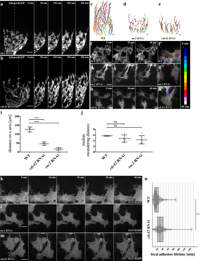 Fig. 6: Rac2 and Cdc42 regulate filopodia matrix adhesion to enable myotube collective migration.