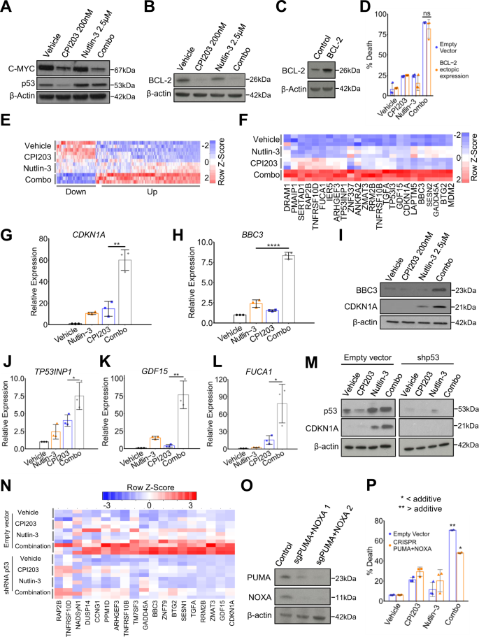 Fig. 3: BET inhibitors potentiate activation of p53 target genes by p53.