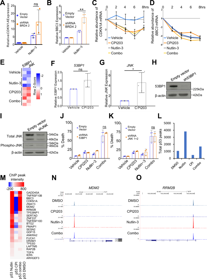 Fig. 4: BET inhibitors do not stabilize p53 target mRNAs nor increase binding of p53 to target genes.