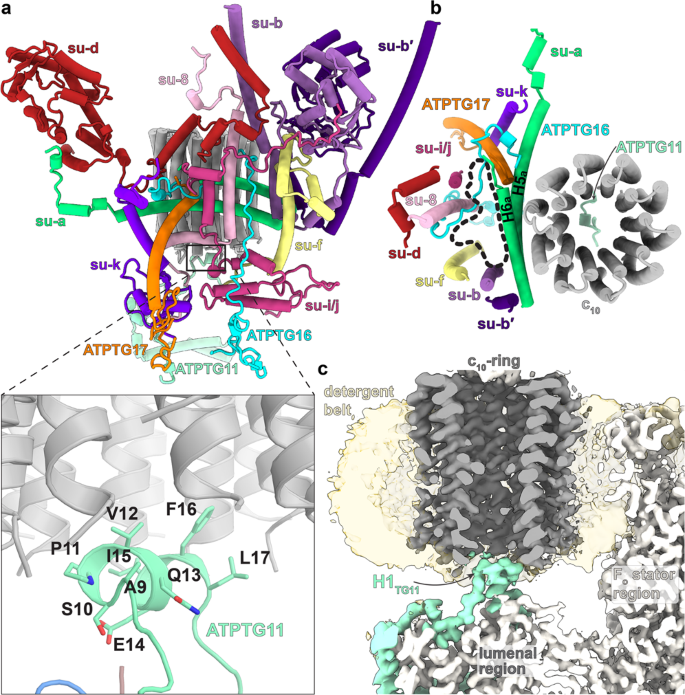 Atp Synthase Hexamer Assemblies Shape Cristae Of Toxoplasma Mitochondria Nature Communications