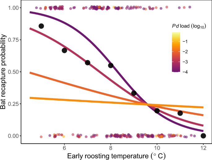 Fig. 4: Temperature and bat recapture probabilities.