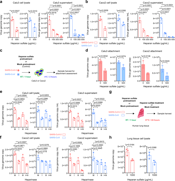 Fig. 1: Heparan sulfate (HS) serves as an attachment factor for SARS-CoV-2 infection.