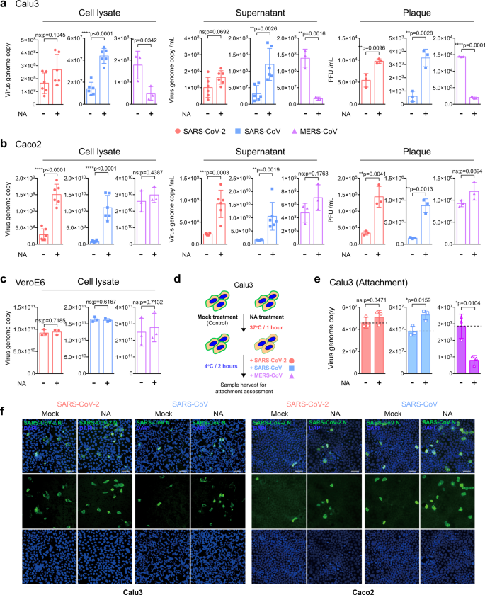 Fig. 2: Sialic acids play differential roles on attachment and replication of SARS-CoV-2, SARS-CoV, and MERS-CoV.