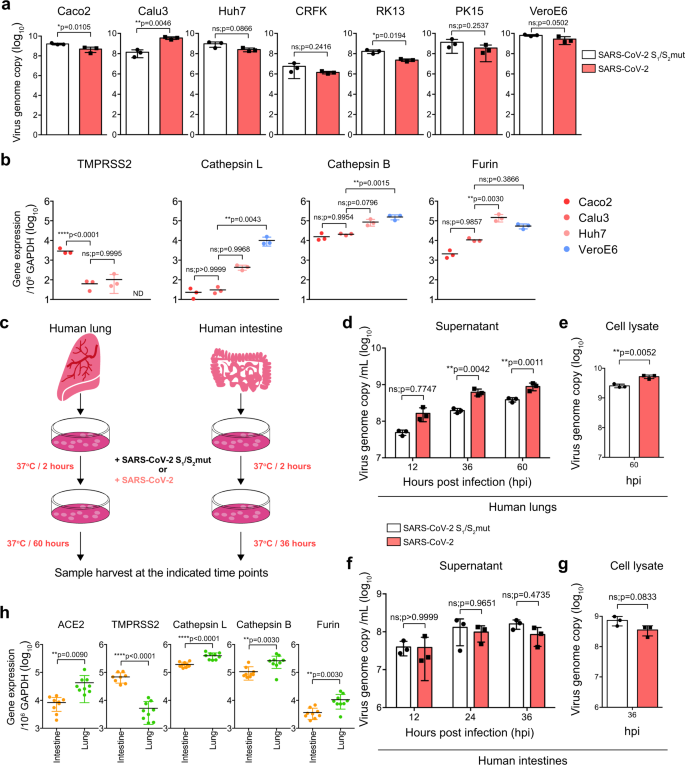 Fig. 6: The furin-like cleavage site in SARS-CoV-2 spike is required for efficient SARS-CoV-2 replication in human lungs.