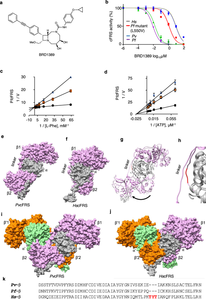 Structural Basis Of Malaria Parasite Phenylalanine Trna Synthetase Inhibition By Bicyclic Azetidines Nature Communications