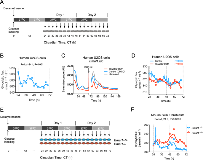 Rhythmic glucose metabolism regulates the redox circadian clockwork in  human red blood cells | Nature Communications