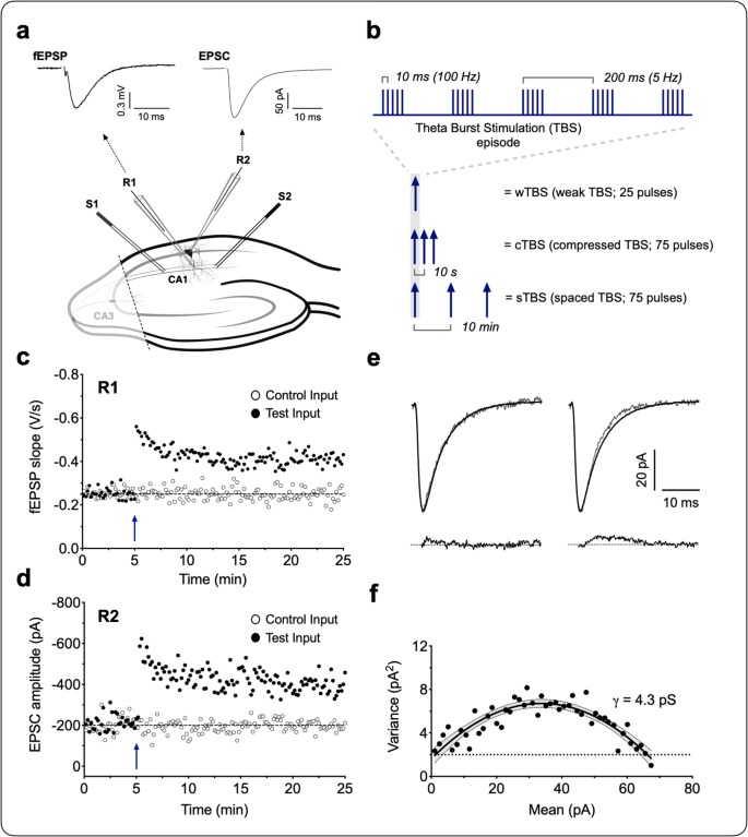 Pka Drives An Increase In Ampa Receptor Unitary Conductance During Ltp In The Hippocampus Nature Communications