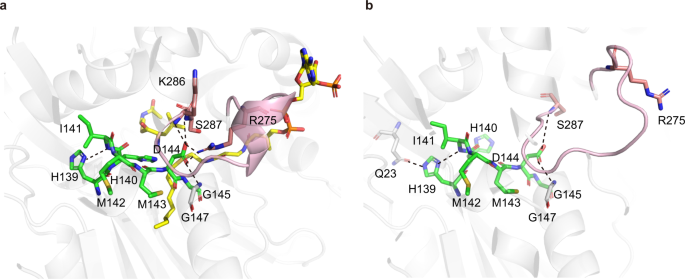 Fig. 10: Potential structure-stabilizing function of the conserved “HHxxxDG” motif.