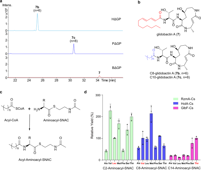 Fig. 3: Cs domain swapping experiments on the glidobactin synthase GlbF and in vitro assay of Cs specificity for acceptor substrates.