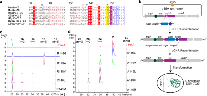 Fig. 4: Point mutations of a key residue in the RzmA-Cs and HolA-Cs domains.