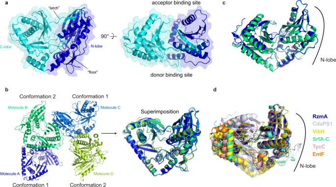 Fig. 5: The overall structure of the RzmA-Cs domain.